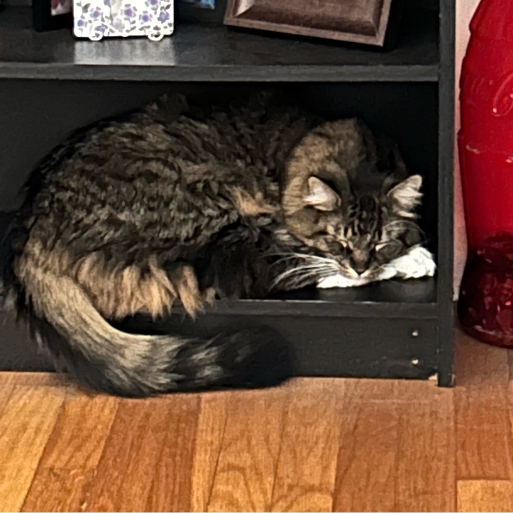 Meet your Posher, Angela